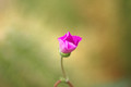calandrinia grandiflora 02
