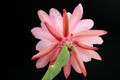 eh rose queen 8791 4737