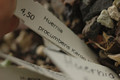 huernia procumbens karoo 02
