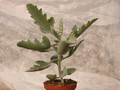 kalanchoe beharensis roseleaf 01