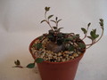 brachystelma pulchellum 153