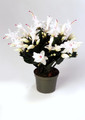 schlumbergera malissa 