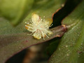 rhipsalis chloroptera2 8