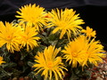 faucaria tuberculosa 3763