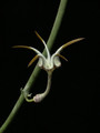 ceropegia stapeliaeformis10