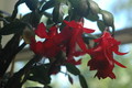 schlumbergera x buckleyi george g 05