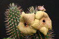 hoodia gordonii 3118