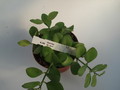 dischidia geri 5012