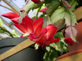 schlumbergera elfenzauber 04