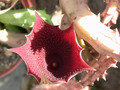 huernia keniensis 02