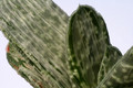 gasteria cv brachyphylla 0876