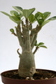 adenium obesum 12cm bis 15cm 9537