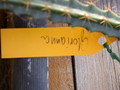 aporocactus glorianna 9661