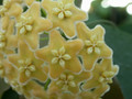 hoya kenejiana 0225 02