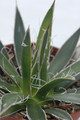 agave schidigera mesa de los negros 05