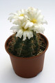 thelocactus bicolor albiflorus 9834