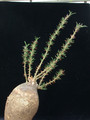 pachypodium succulentum gross 05