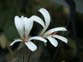 pelargonium barkleyi 01