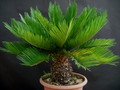 cycas revoluta 1