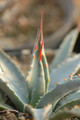 agave utahensis kaibabensis 8517