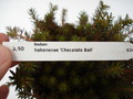 sedum hakonense chocloate ball 677