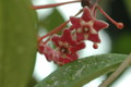 hoya pubicalyx silver pink 03 a
