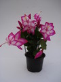 schlumbergera salsa dancer 1588