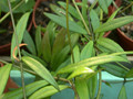 hoya pauciflora 8205 01