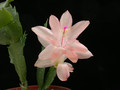 schlumbergera christmas flame 06