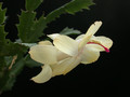 schlumbergera gold charme 05