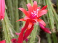 aporocactus brilliant 2158