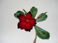 adenium shangri la 01