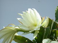 eh queen ann 8620 454