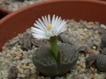 lithops viletii deboeri2