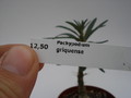 pachypodium griquense 745