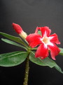 adenium us star 06
