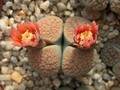 lithops verrucosa verrucosa3