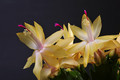 schlumbergera limelight dancer 002