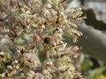 kalanchoe beharensis02