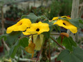 uncarina grandidierii 03
