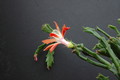 schlumbergera enigma 2438