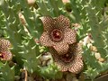 orbea verrucosa karoo 01