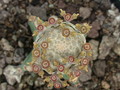 euphorbia piscidermis es2106 01