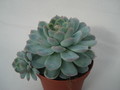 echeveria elegans 8296
