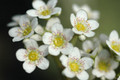 saxifraga paniculata 01
