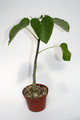 jatropha cinerea 3992