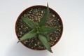aloe broomii 7703