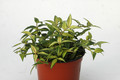 hoya bella louise buis 6556