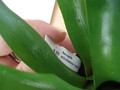 neoregelia schultesiana fireball 4589