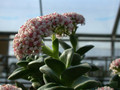crassula aff morgans 5